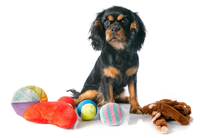 General Pet Accessories